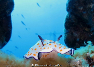 Goniobranchus annulatus by Athanassios Lazarides 